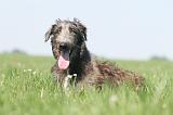 DEERHOUND 022